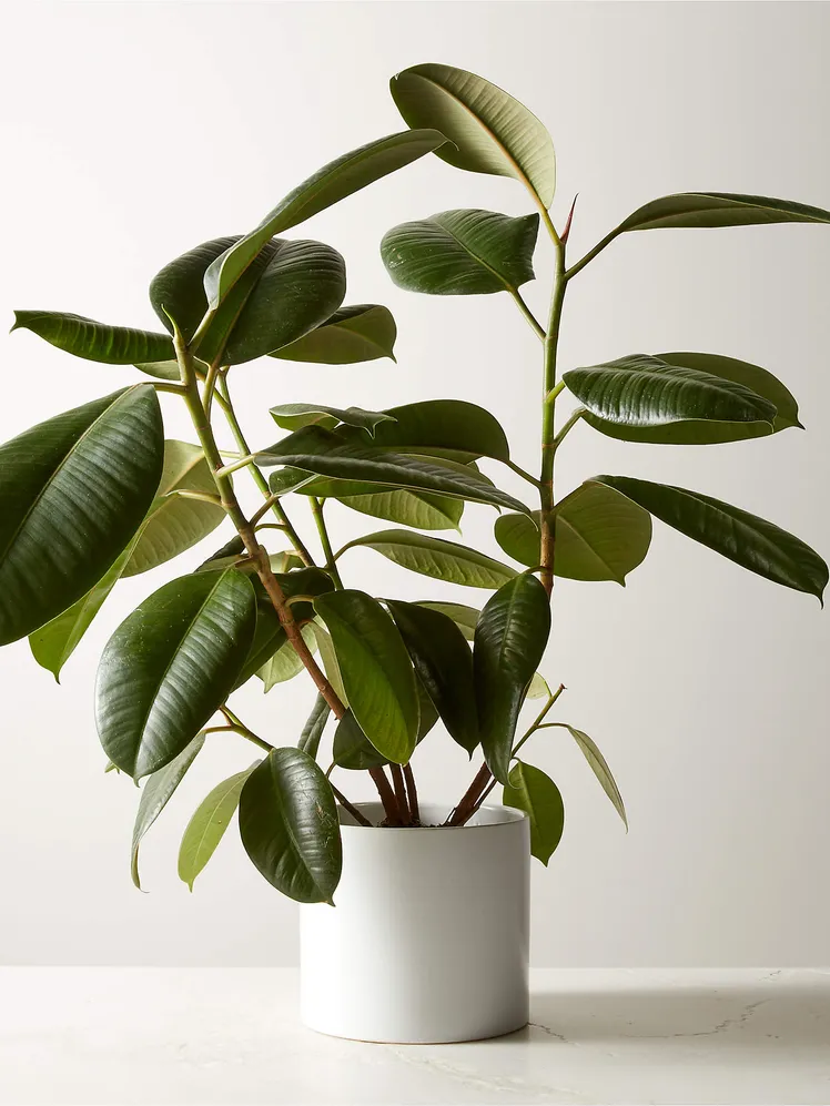 Plant Template Image